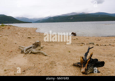 Trois gros morceaux de bois flotté, gros comme des troncs d'asseoir, dispersés sur une plage sur les rives du Lac Turquoise à San Isabel National Forest. Banque D'Images