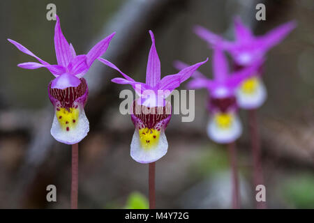 Chaussons de fée - Calypso bulbosa. Banque D'Images