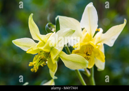 Ancolie - Aquilegia flavescens jaune. Banque D'Images