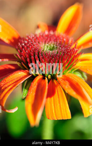 L'échinacée, communément appelé coneflowers, est un genre de plantes herbacées de la famille. Banque D'Images