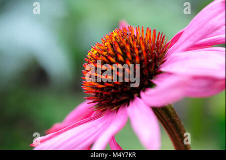 L'échinacée, communément appelé coneflowers, est un genre de plantes herbacées de la famille. Banque D'Images