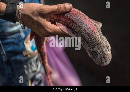 La photo en gros plan d'un pêcheur tenant un poisson comme l'anguille colorés avec un fond sombre à un marché de pêche d'Essaouira. Banque D'Images