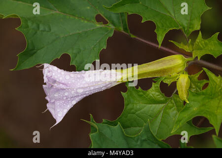 Trompette du diable, Spikklubba (Datura stramonium) Banque D'Images