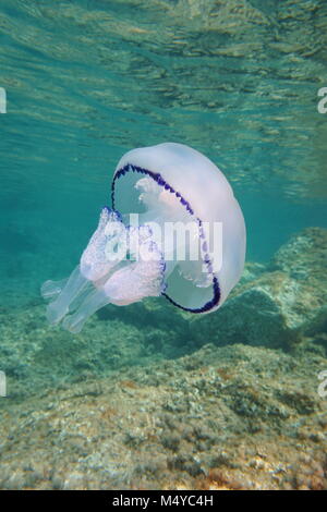 Une méduse Rhizostoma pulmo canon sous l'eau entre la surface et les rochers dans la mer Méditerranée, la Catalogne, Costa Brava, Cap de Creus, Espagne Banque D'Images
