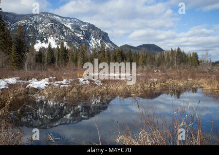 Un chien de chasse dans le marais, avec des réflexions de Bad Medicine sur la montagne Bull River, dans la montagnes Cabinet. Bull River traverse le cœur o Banque D'Images