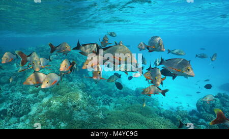 Banc de poissons humpback red snapper Lutjanus gibbus, sous l'eau sur un récif dans l'océan Pacifique, Rangiroa, Tuamotu, Polynésie Française Banque D'Images