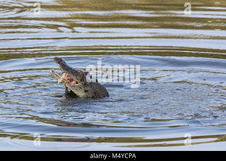 Un sauvage saltwater crocodile se nourrissant d'un poisson dans la réserve de Sungei Buloh à Singapour Banque D'Images