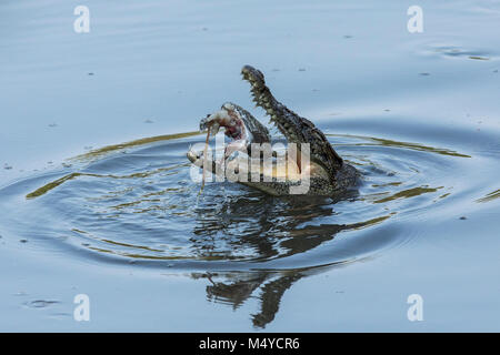 Un sauvage saltwater crocodile se nourrissant d'un poisson dans la réserve de Sungei Buloh à Singapour Banque D'Images