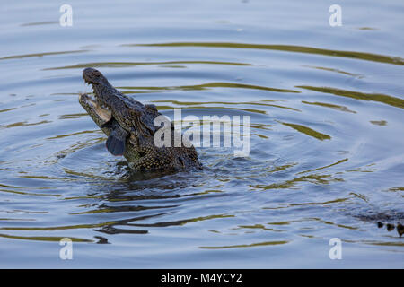 Un sauvage saltwater crocodile se nourrissant d'un poisson dans la réserve de Sungei Buloh à Singapour Banque D'Images