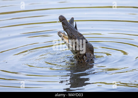 Un sauvage saltwater crocodile se nourrissant d'un poisson dans la réserve de Sungei Buloh à Singapour Banque D'Images