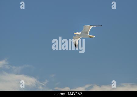 Goéland jaune mouette en vol (Larus michahellis) de l'île d'Elbe Italie Banque D'Images