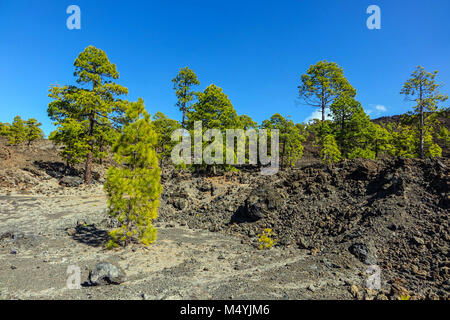 Pin vert les arbres situés dans les champs de lave de basalte sur El tiede, Tenerife Banque D'Images