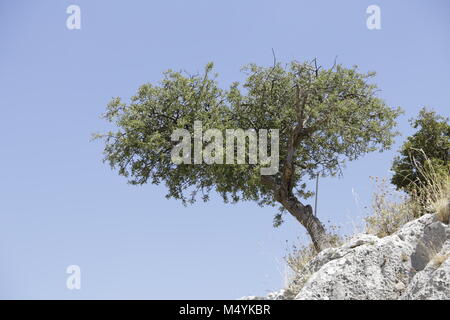 Arbre pousse sur un rocher dans les montagnes Banque D'Images