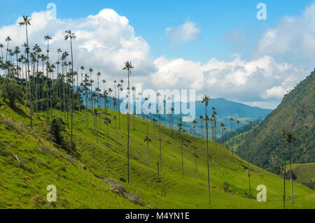 Palmiers de cire de la vallée de Cocora, Colombie Banque D'Images