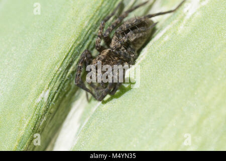 Animal, arachnide, dangereux, vert, poilu, insecte, cavalier, sautant, feuille, macro, nature, poison, effrayant, petite, spider, weave, web, sauvages, de la faune Banque D'Images