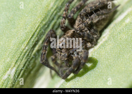 Animal, arachnide, dangereux, vert, poilu, insecte, cavalier, sautant, feuille, macro, nature, poison, effrayant, petite, spider, weave, web, sauvages, de la faune Banque D'Images