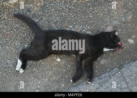 Chat Mort Couche A Cote De La Route Photo Stock Alamy Chat Mort Couche A Cote De La Route Photo Stock Alamy