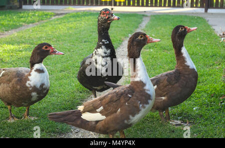 Famille de canards avec impatience pour l'alimentation in backyard Banque D'Images