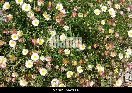 L'Erigeron karvinskianus vergerette mexicain, Bluetenmeer Banque D'Images