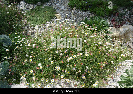 L'Erigeron karvinskianus vergerette mexicain, Bluetenmeer Banque D'Images