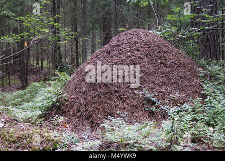 Grande fourmilière dans la forêt d'épinettes Banque D'Images