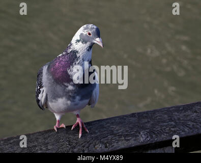 Pigeon (Columba livia), Royaume-Uni Banque D'Images