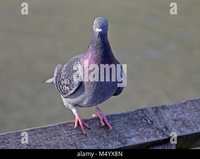 Pigeon (Columba livia), Royaume-Uni Banque D'Images
