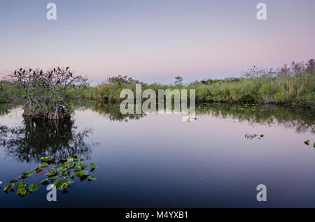 Les oiseaux se percher sur les arbres Anhinga Taylor à Slough dans le parc national des Everglades en Floride du Sud. Banque D'Images