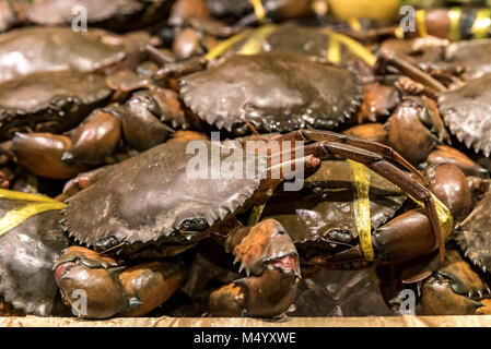 Crabe cru frais Banque D'Images