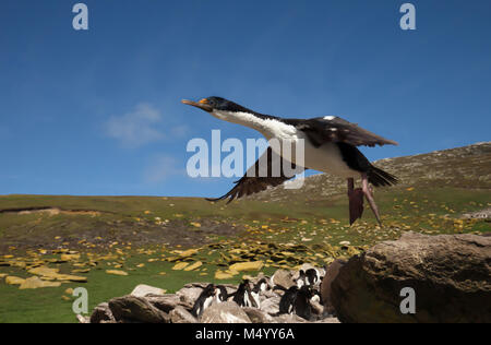 Close-up d'un cormoran impérial en vol, îles Falkland en été. Banque D'Images