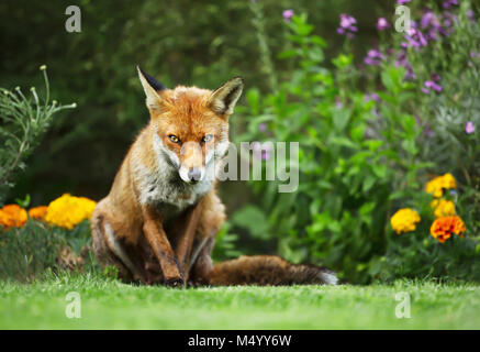 Close-up of a red fox debout dans le jardin de fleurs, l'été au Royaume-Uni. Banque D'Images