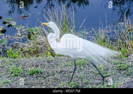 Une grande aigrette, caudales blanc hérissé, marche à côté de l'eau à Taylor Slough sur l'anhinga Trail dans le parc national des Everglades en Floride du Sud. Banque D'Images