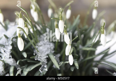 Olomouc, République tchèque. Feb 19, 2018. Galanthus nivalis (perce-neige) sont observés avec la neige en Olomouc, République tchèque, le 19 février 2018. Credit : Ludek Perina/CTK Photo/Alamy Live News Banque D'Images