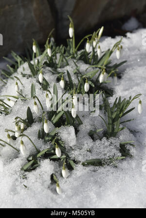 Olomouc, République tchèque. Feb 19, 2018. Galanthus nivalis (perce-neige) sont observés avec la neige en Olomouc, République tchèque, le 19 février 2018. Credit : Ludek Perina/CTK Photo/Alamy Live News Banque D'Images