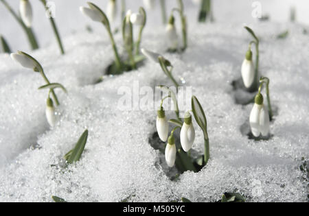 Olomouc, République tchèque. Feb 19, 2018. Galanthus nivalis (perce-neige) sont observés avec la neige en Olomouc, République tchèque, le 19 février 2018. Credit : Ludek Perina/CTK Photo/Alamy Live News Banque D'Images