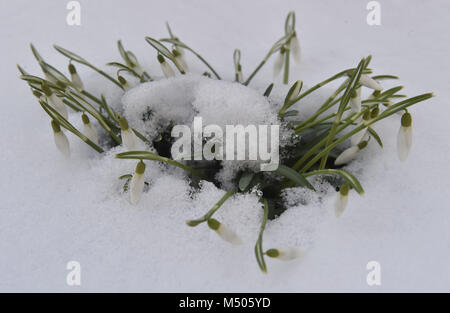 Olomouc, République tchèque. Feb 19, 2018. Galanthus nivalis (perce-neige) sont observés avec la neige en Olomouc, République tchèque, le 19 février 2018. Credit : Ludek Perina/CTK Photo/Alamy Live News Banque D'Images