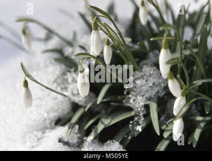 Olomouc, République tchèque. Feb 19, 2018. Galanthus nivalis (perce-neige) sont observés avec la neige en Olomouc, République tchèque, le 19 février 2018. Credit : Ludek Perina/CTK Photo/Alamy Live News Banque D'Images