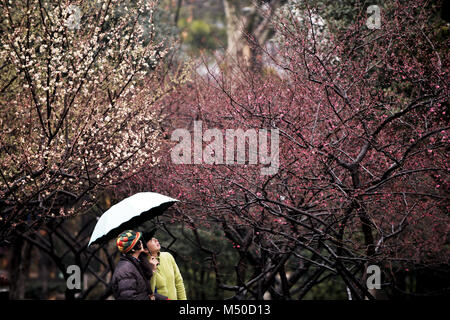 Changzhou, Jiangsu Province de la Chine. Feb 19, 2018. Les touristes voir fleurs prune sous la pluie à une prune jardin à Changzhou, Jiangsu Province de Chine orientale, le 19 février, 2018. Crédit : Chen Wei/Xinhua/Alamy Live News Banque D'Images