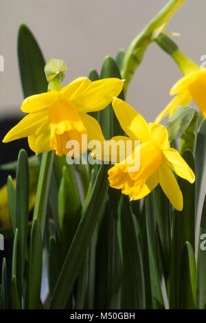 Fleurs d'hiver de l'hybride nain cyclamineus Narcisse jonquille, "tete a tete" Banque D'Images