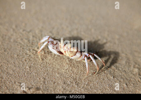 Petit crabe sur la plage Banque D'Images