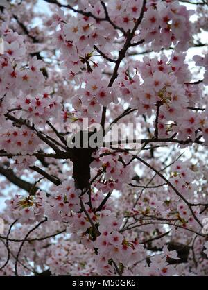 Fleurs / Sakura Cherry Blossom tree au Japon Banque D'Images