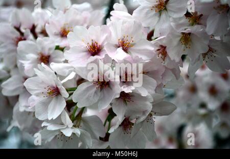 Sakura Flower cluster/Cherry Blossom close up au Japon Banque D'Images