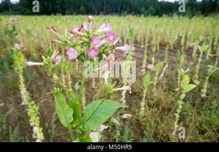 Domaine de la croissance des plants de tabac dans un champ de la région d'Augustow North East Pologne Août 2007 Banque D'Images