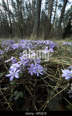 Hepatica des fleurs sur le sol de la forêt d'Augustow dans SW Pologne, Banque D'Images
