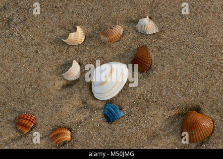 Close-up de différentes coquilles de mer de différentes couleurs se situent sur une plage de sable fin sur la côte de la mer du Nord de l'Allemagne. Banque D'Images