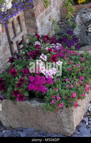 Les pétunias, calibrachoa et mixtes verveine planté dans une auge en pierre Banque D'Images