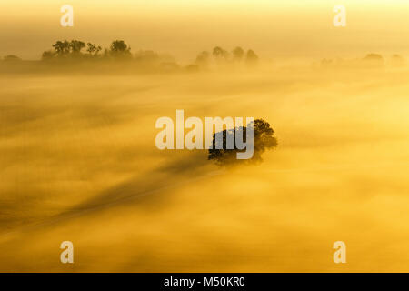 Arbre sur un champ à l'aube brumeuse Banque D'Images