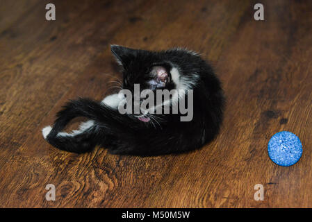 Un chaton noir et blanc lui-même nettoyage Banque D'Images