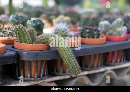 Cactus offre au jardinage. Rangées de petits cactus en pots. Le cactus dans le pot se développe vers le bas. Banque D'Images