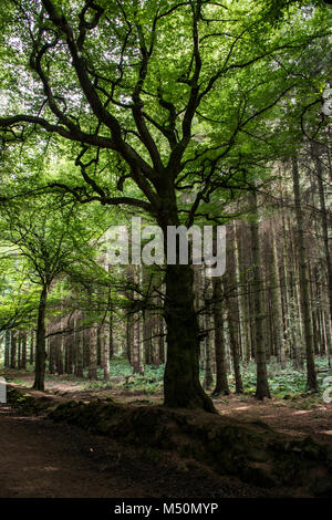 Arbres au bord d'un chemin à travers les bois à Beecraigs Country Park, Ecosse Banque D'Images